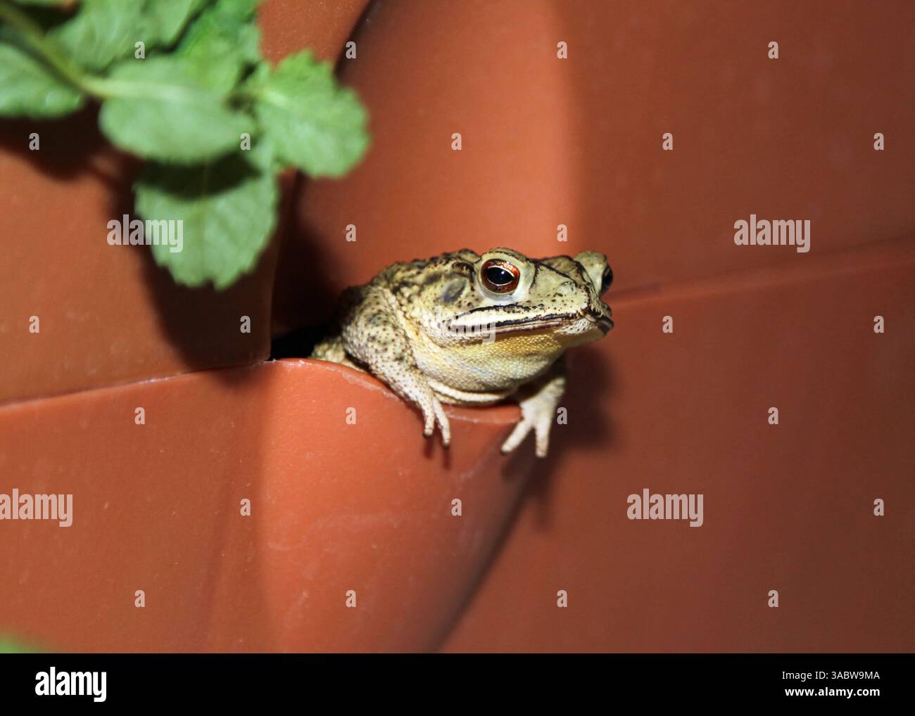 Eine Kröte, die in einem Blumentopf hängt Stockfoto