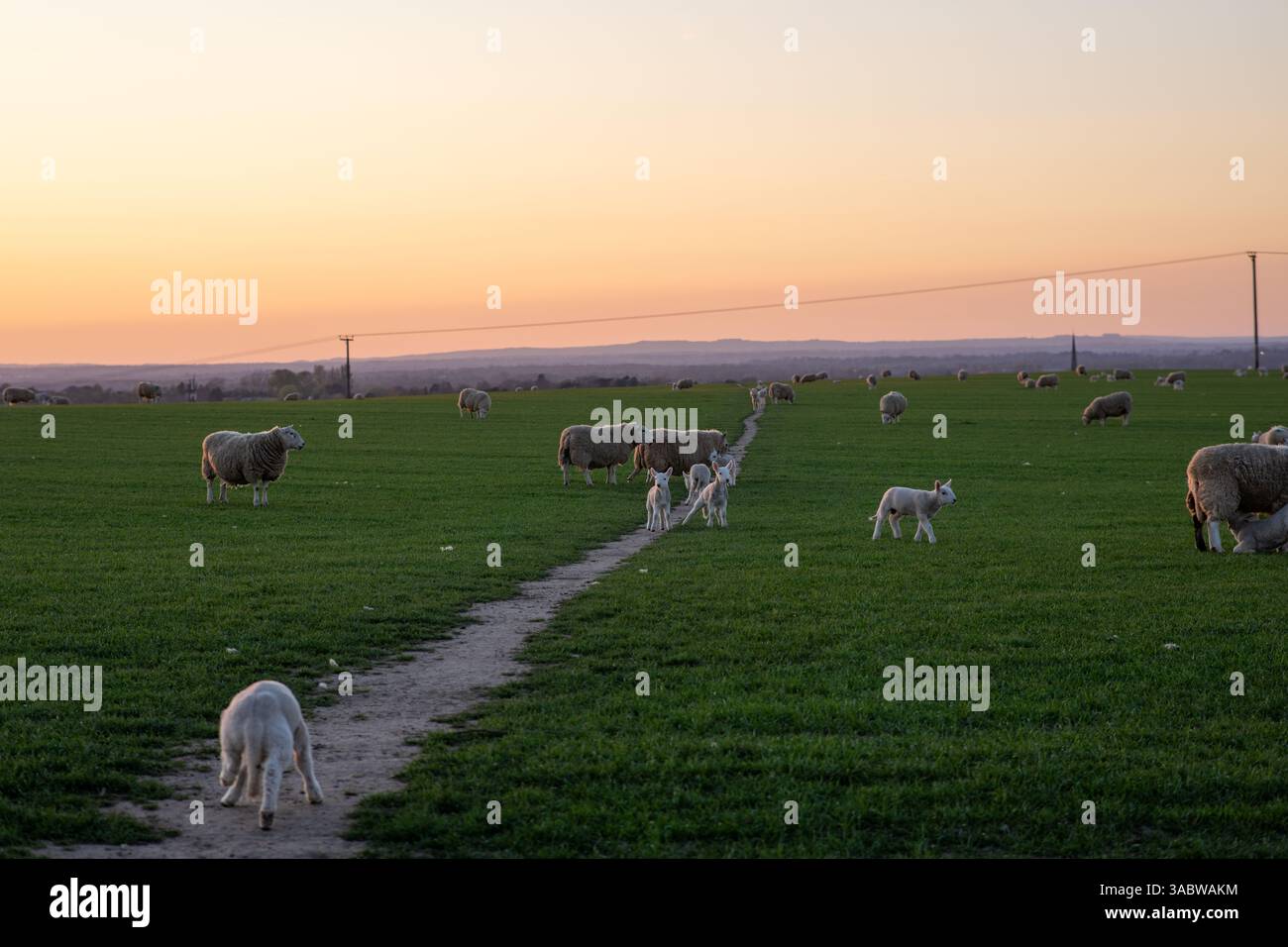 Eine Schafherde weidet auf einem Feld mit einem Hund, der sie beobachtet. Der Himmel ist orange und die Sonne untergeht Stockfoto