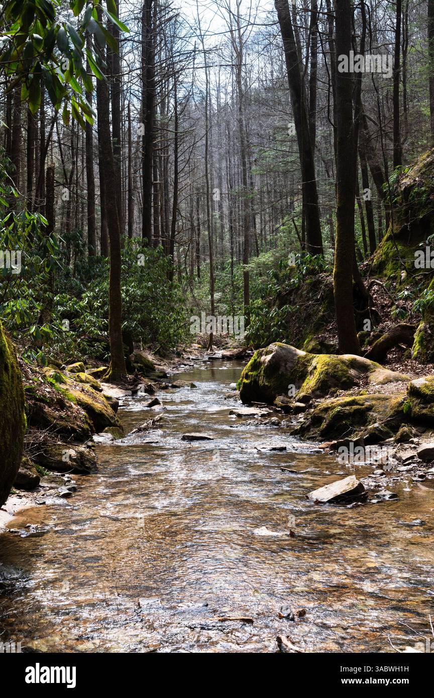 Copperas Creek, gesäumt von moosbedeckten Felsen und hohen Bäumen in der Kentucky Red River Gorge Stockfoto