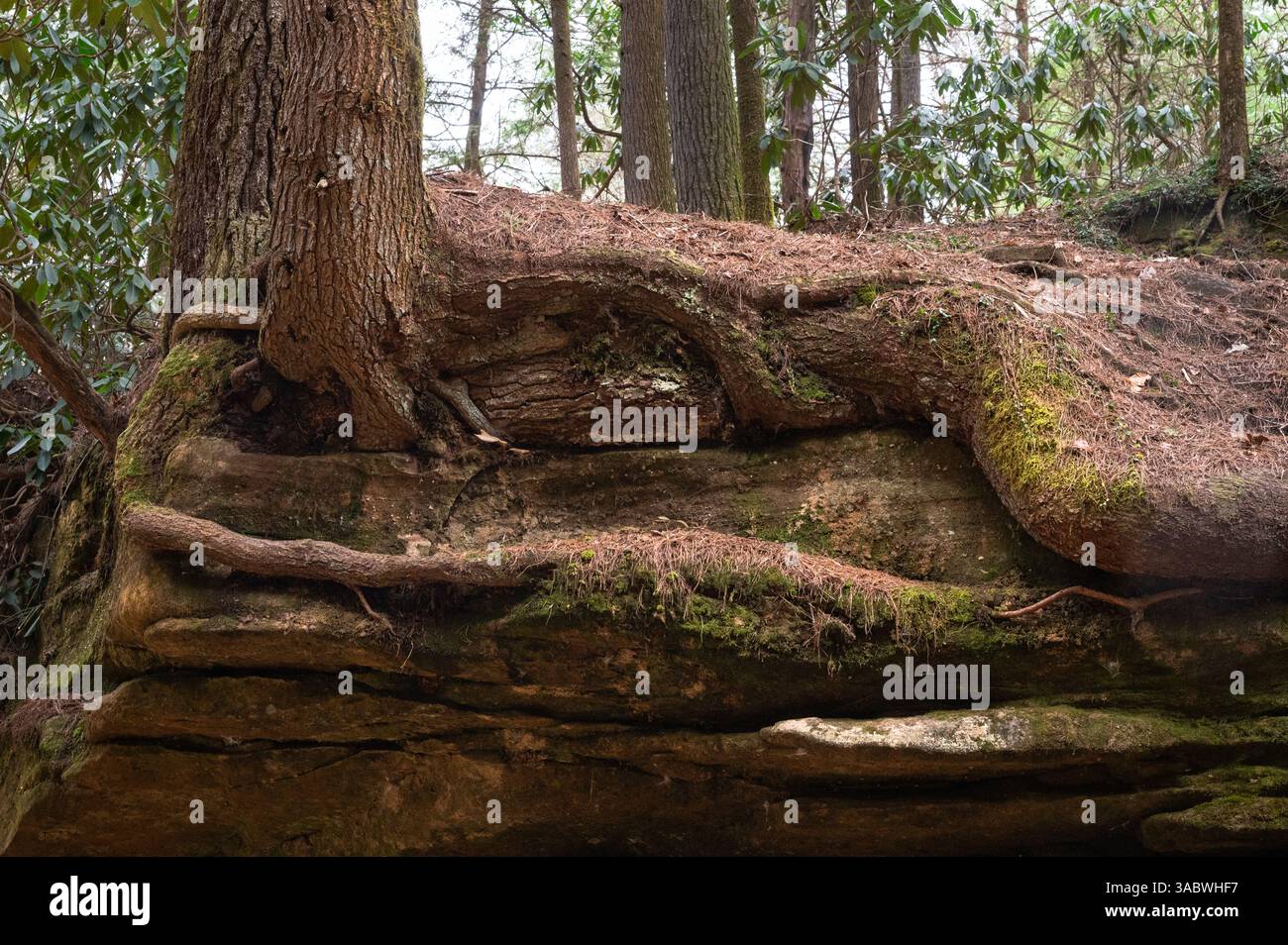 Baumwurzeln wachsen über felsigen Klippen in der Red River Gorge in Kentucky Stockfoto
