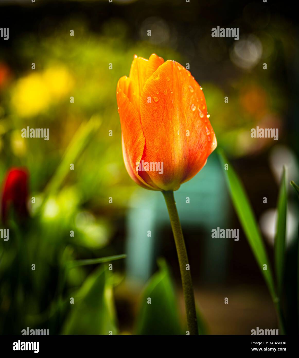 TULPEN IN MEINEM GARTEN Stockfoto