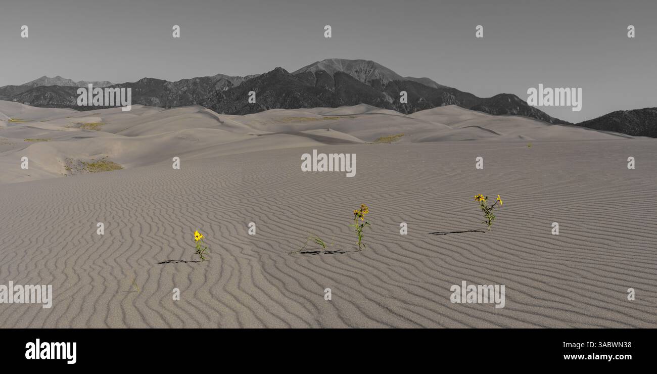 Gelbsand Verbene wächst im Spätsommer auf den Sanddünen im Great Sand Dunes National Park, Colorado. Stockfoto