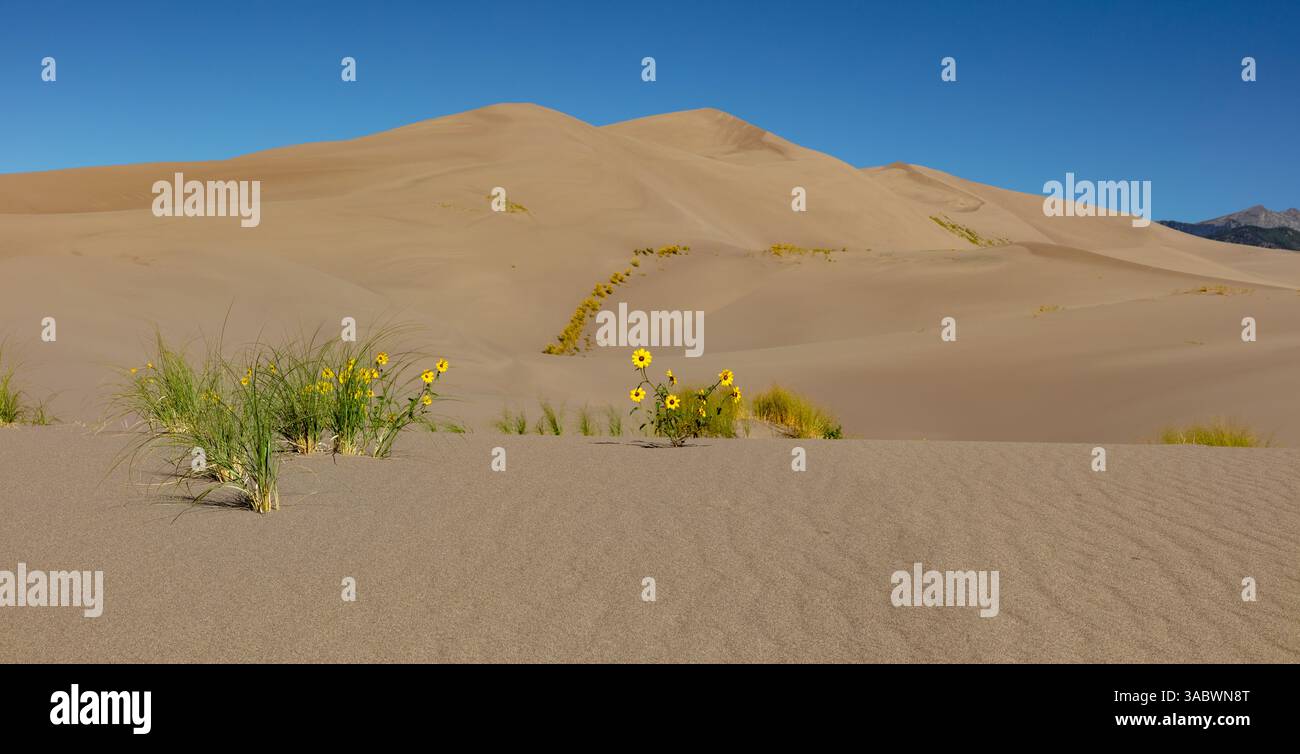 Gelbsand Verbene wächst im Spätsommer auf den Sanddünen im Great Sand Dunes National Park, Colorado. Stockfoto