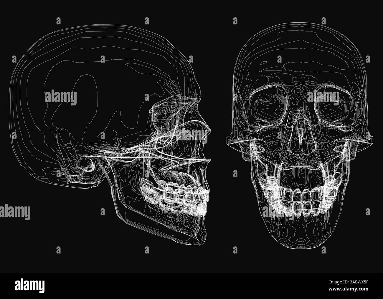 Zwei Schädel sind nebeneinander dargestellt, einer mit offenem Mund und der andere mit geschlossenem Mund. Die Schädel sind in Schwarz-weiß, und das Bild hat ein paar Stock Vektor