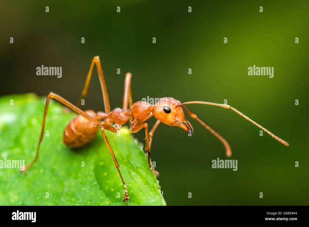 Weaver Ameise erkundet ein lebendiges grünes Blatt in seiner natürlichen Umgebung und zeigt seine komplizierte Anatomie und das Nahrungsverhalten aus nächster Nähe Stockfoto