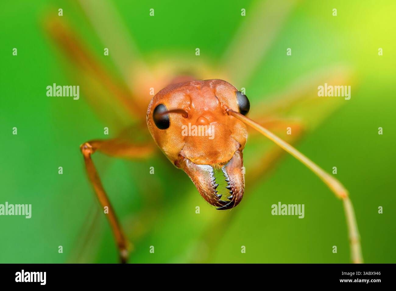 Extreme Nahaufnahme einer orangen Ameise, die ihre Unterkiefer auf einem verschwommenen grünen Hintergrund zeigt und die komplizierten Merkmale des Insekts und die räuberische Natur hervorhebt Stockfoto