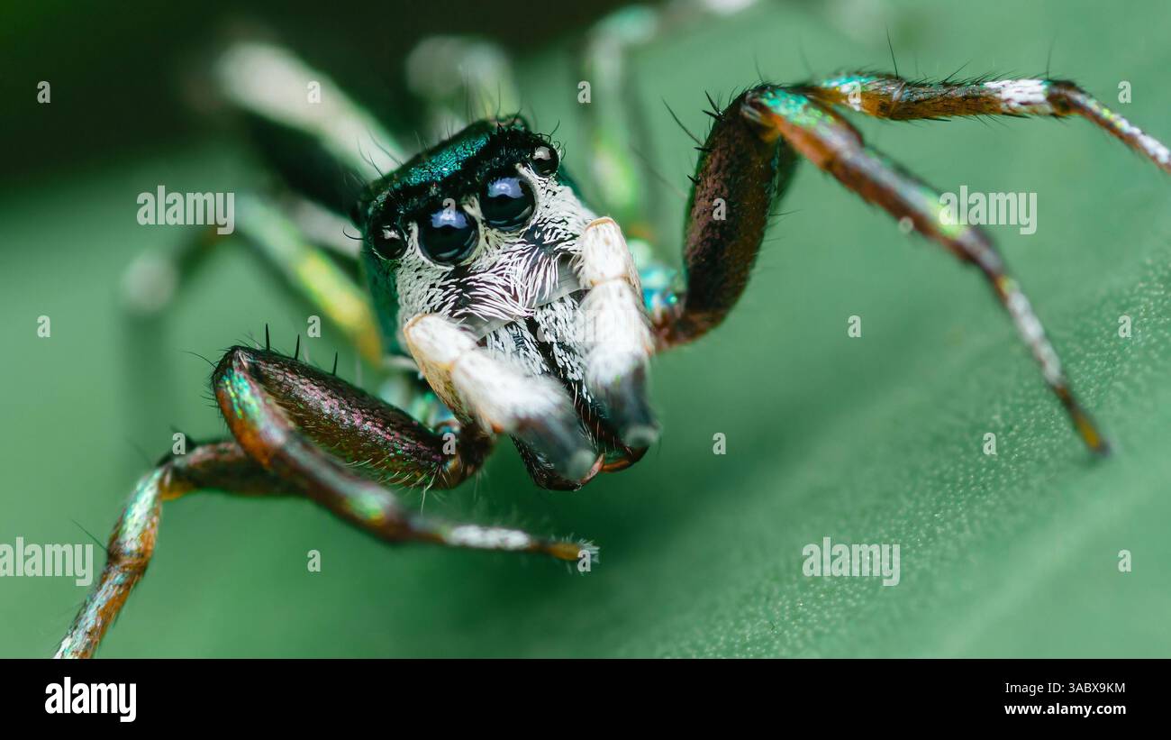 Extrem Nahaufnahme einer pulsierenden springenden Spinne, die ihren farbenfrohen, metallisch schillernden Körper auf einem üppigen grünen Blatt zeigt und die Intr Stockfoto