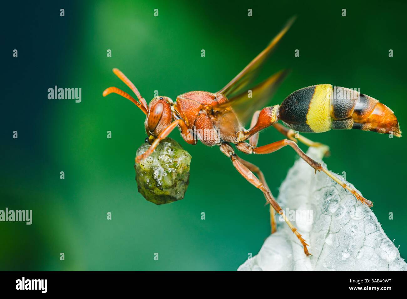 Nahaufnahme einer roten Wespe mit einem Ball Futter, wahrscheinlich wegen ihrer Larven, die die lebhaften Farben und die komplizierten Details des Insekts zeigt Stockfoto