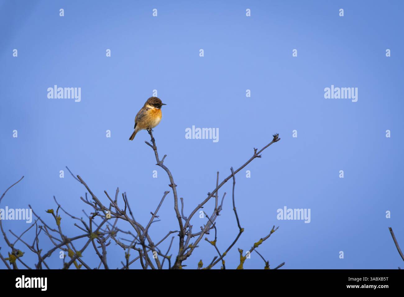 Ein niedlicher europäischer Stonechat (Saxicola rubicola) auf einem Ast. Der kleine singvogel thront zart mit seinem schwarzen Kopf, seinem weißen Kragen und seiner warmen orangefarbenen Brust Stockfoto