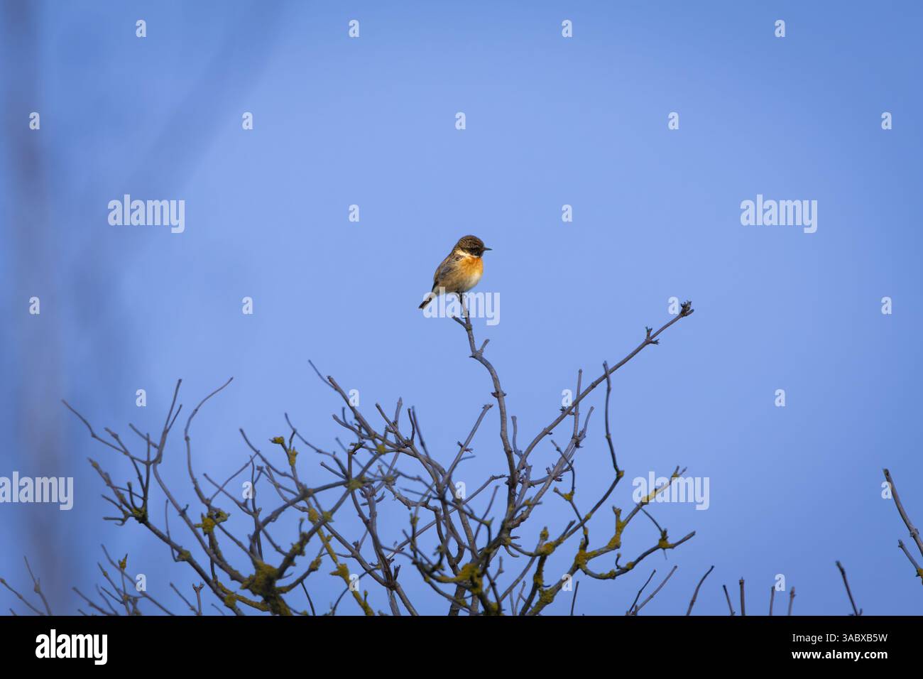 Ein niedlicher europäischer Stonechat (Saxicola rubicola) auf einem Ast. Der kleine singvogel thront zart mit seinem schwarzen Kopf, seinem weißen Kragen und seiner warmen orangefarbenen Brust Stockfoto