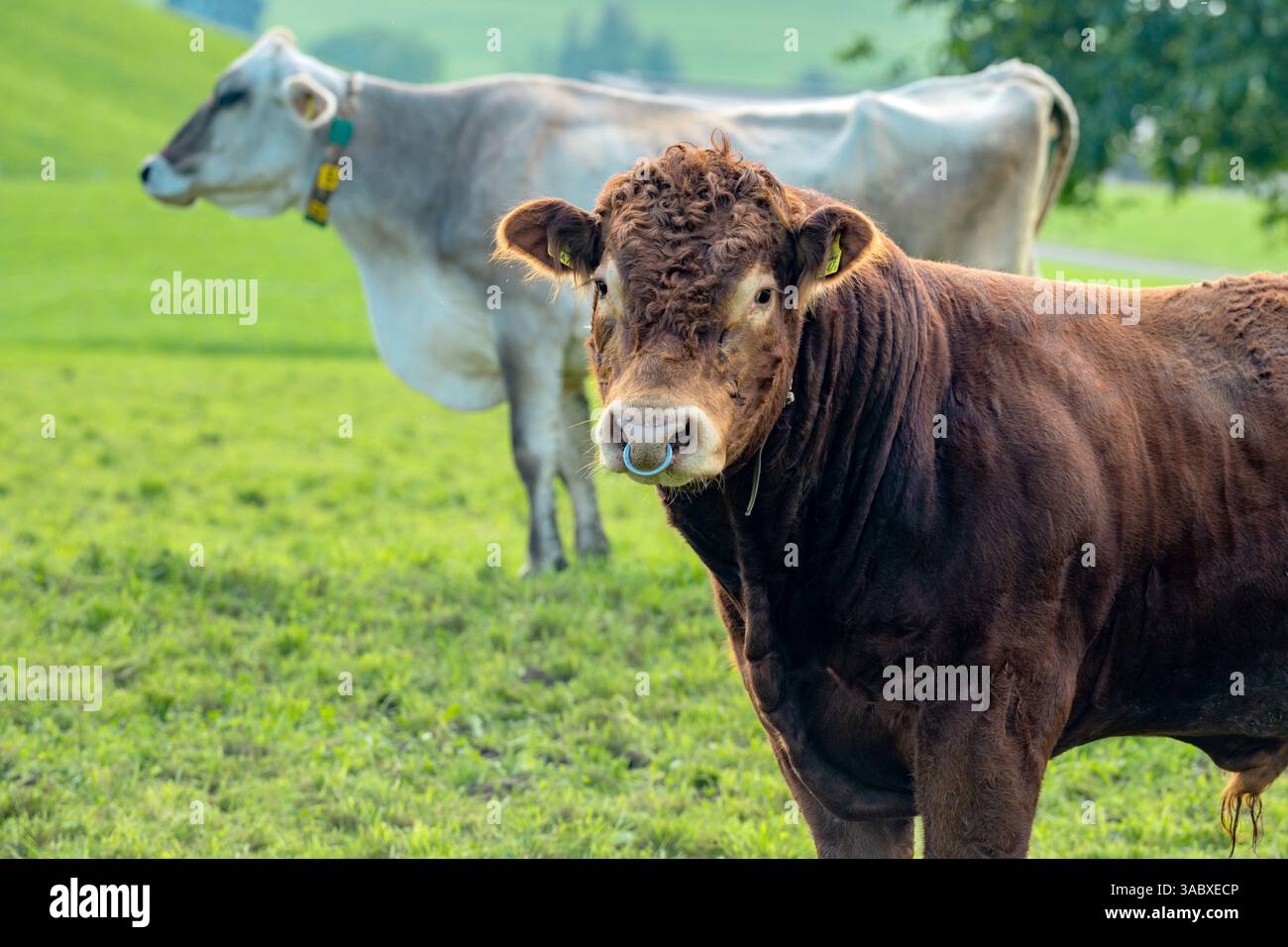 Stier weidet auf einer grünen Weide. Rinder auf dem Land. Rinder auf dem Feld. Kalb auf Gras. Stier in der ländlichen Landschaft. Viehzucht. Viehbulle Stockfoto