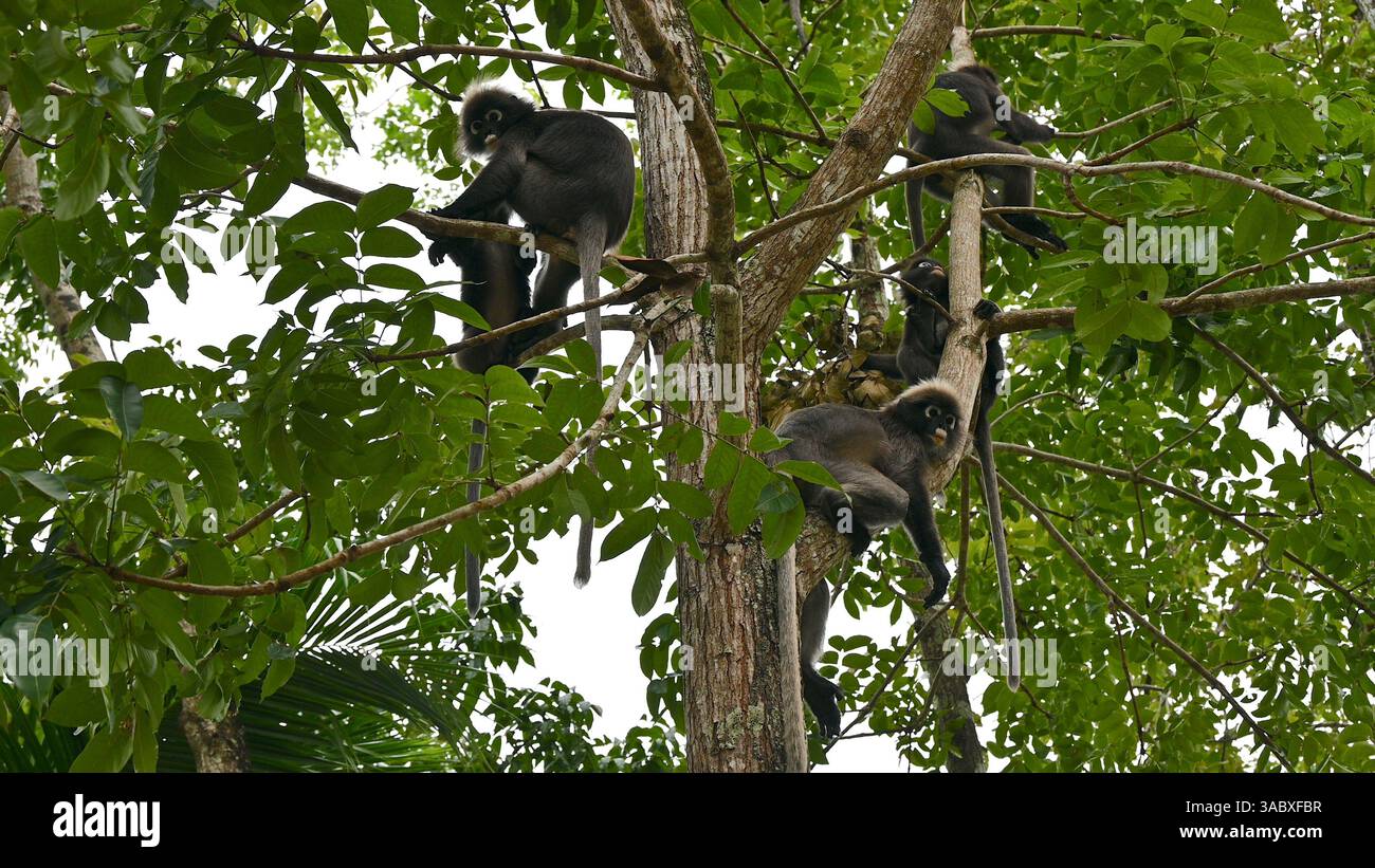Langur-Affen auf Baum in Langkawi Malaysia. Stockfoto
