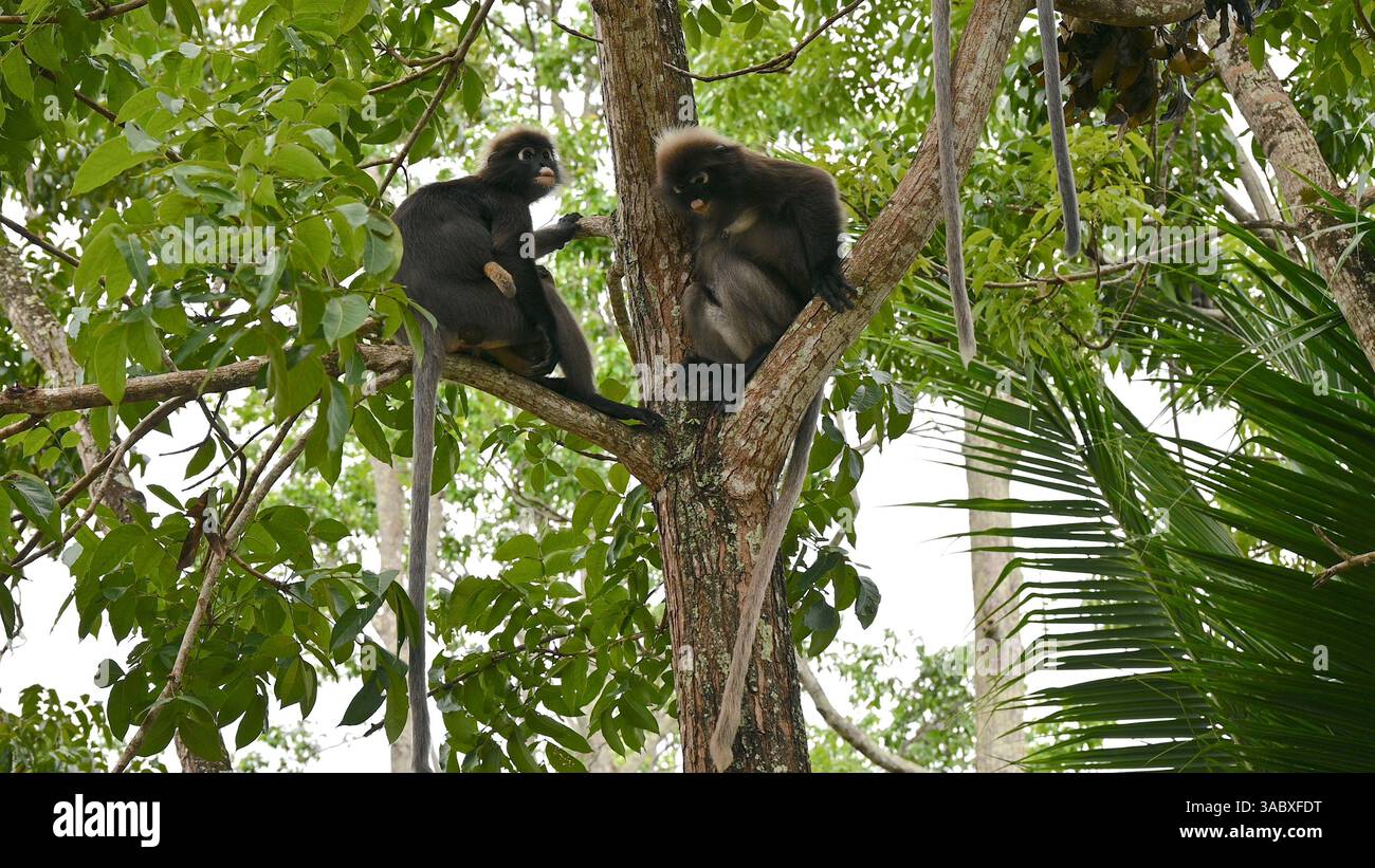 Langur-Affen auf Baum in Langkawi Malaysia. Stockfoto
