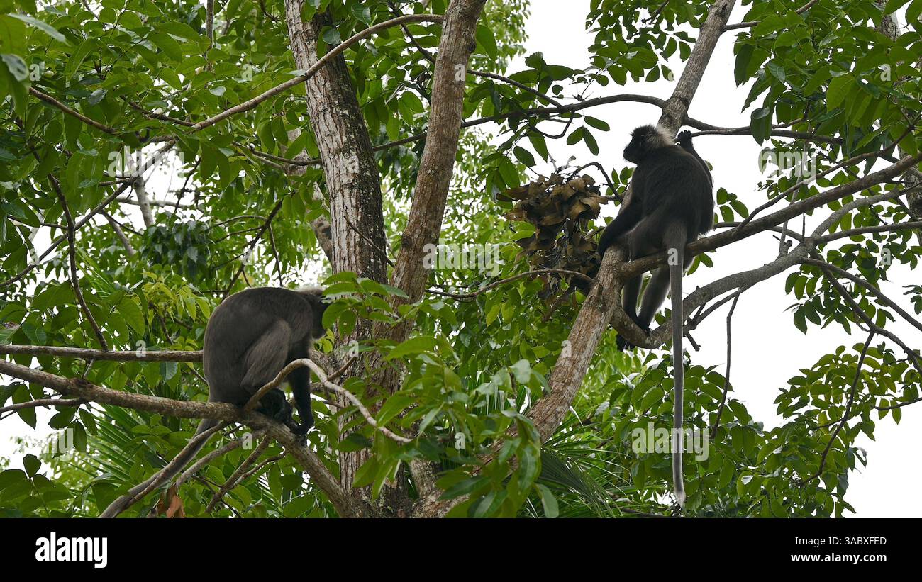 Langur-Affen auf Baum in Langkawi Malaysia. Stockfoto