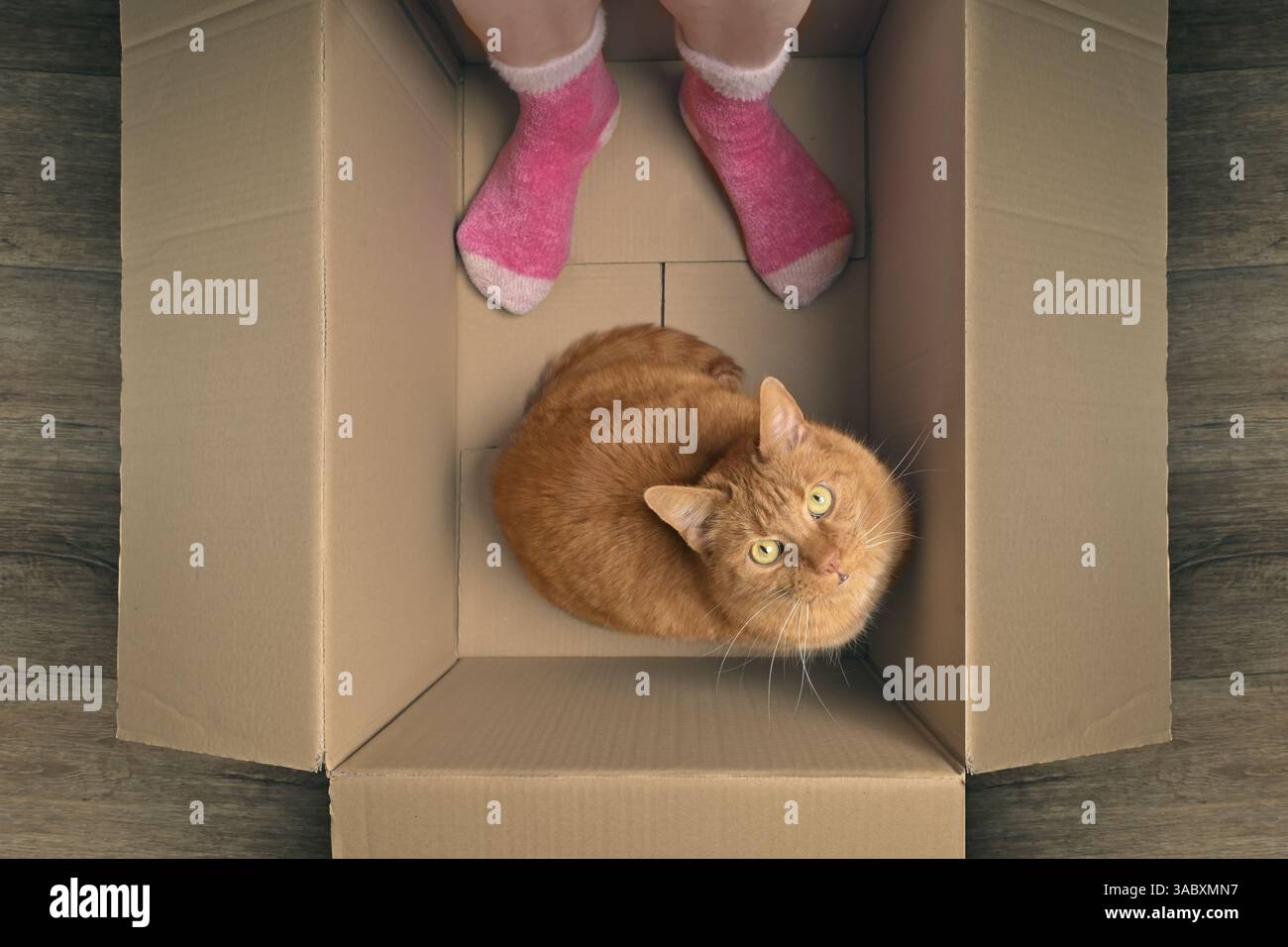 Die lustige Katze ist mit ihrem Besitzer in einem Karton und schaut zur Kamera. Hochwinkelansicht. Stockfoto
