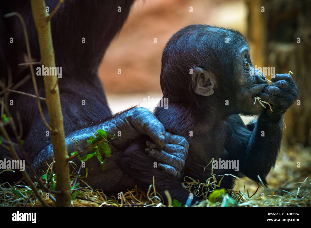 Western Lowland Gorilla Baby Stockfoto