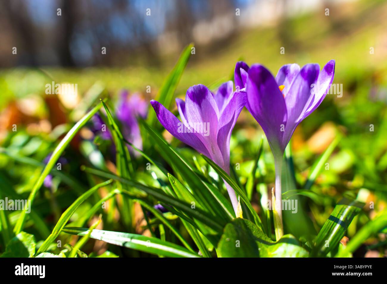 Leuchtende violette Krokusblüten blühen in einem grünen Garten und symbolisieren die Ankunft des Frühlings mit hellem Sonnenlicht. Stockfoto