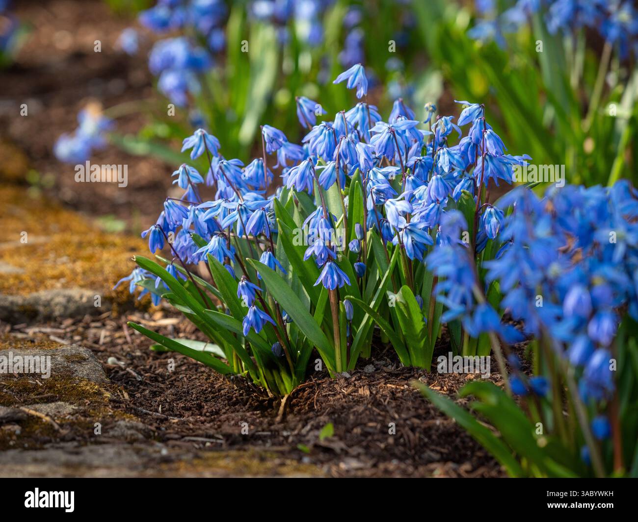 Blaue Blüten von Scilla siberica, auch bekannt als sibirisches Squill in voller Blüte in einem britischen Garten an einem sonnigen Frühlingstag. UK Stockfoto