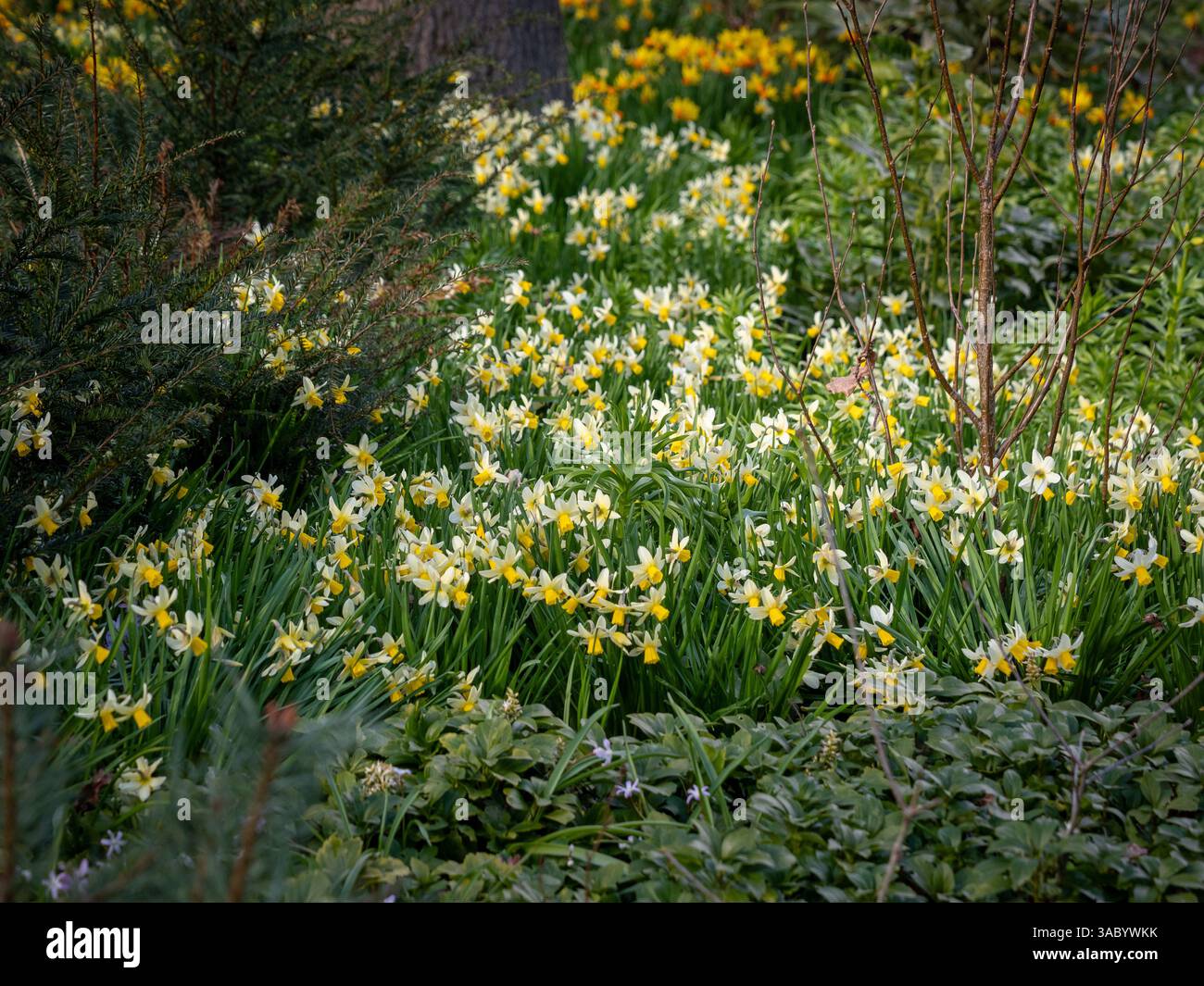Narzissus „Winterwalzer“ mit zurückgeschobenen weißen Blüten und einer langen gelben Trompete, die an einem sonnigen Frühlingstag in einem Waldgarten blüht. Stockfoto