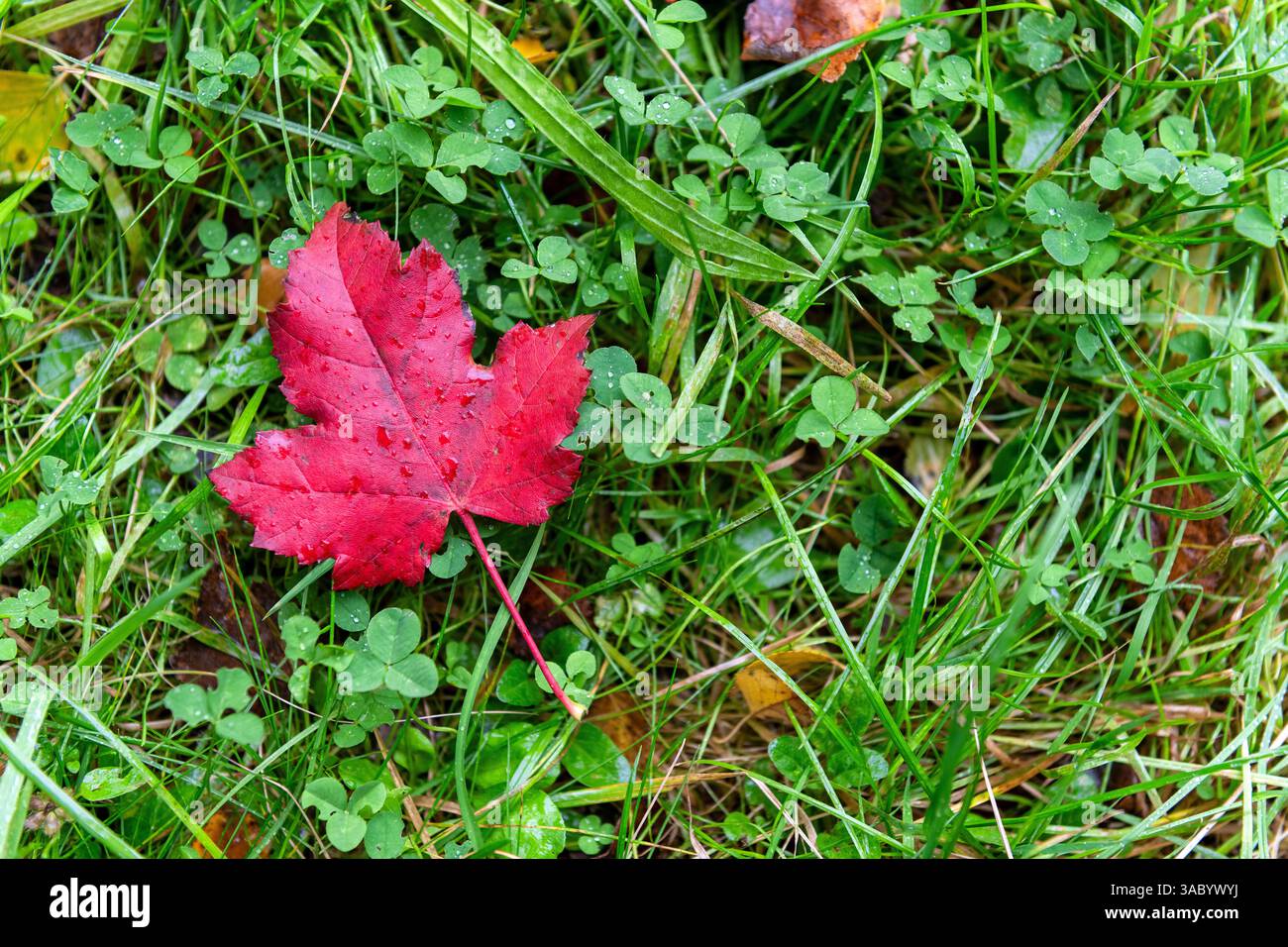 Rotes Ahornblatt (Aceraceae) im Herbst, Belgien, Europa. Stockfoto