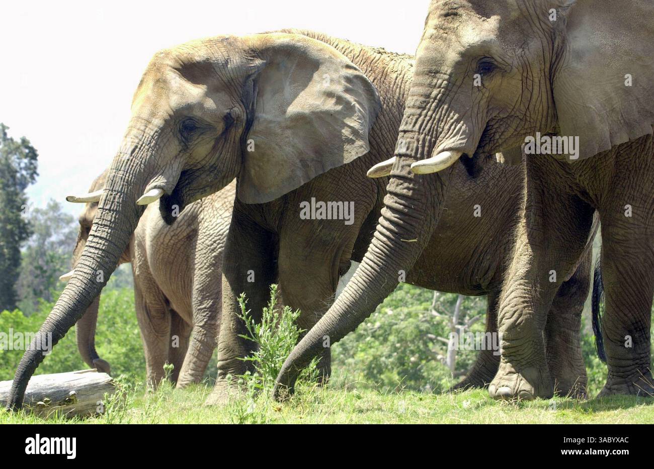 (VERÖFFENTLICHT am 22.01.2005, B-1:1,6; B-5:7; NC-1; NI-1) SLelephants191776x003/13. August --- rechts ist Wanki eine 33 Jahre alte afrikanische Elefantenkuh. Sie wohnt im Wild Animal Park bei Escondido mit zwei anderen Kühen. Links ist Peaches, 52 Jahre alt. Die Elefanten wiegen jeweils etwa 9000 Pfund. Es wird geschätzt, dass zwischen 300.000 und 600.000 afrikanische Elefanten in freier Wildbahn geblieben sind, weniger als 1,3 Millionen vor etwa 30 Jahren. Foto/Scott Linnett Stockfoto