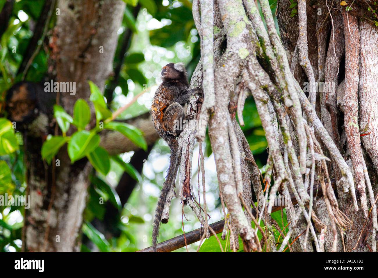 Gemeiner Maultieraffe auf einem Baum am Sugarloaf Mountain (Pão de Açúcar), Rio de Janeiro, Brasilien Stockfoto