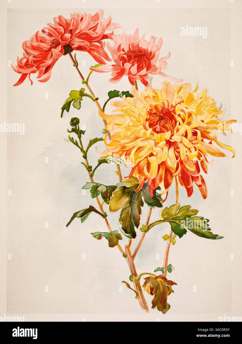 Chrysantheme, botanische Blumenstudie von M Kossa aus Dekorativen Vorbildern XVII, 1906 Stockfoto