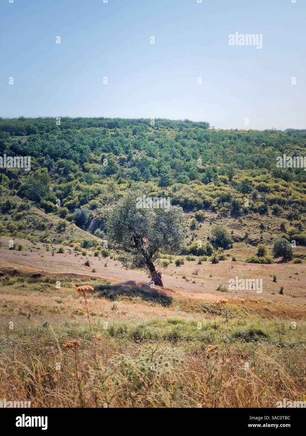 Natürliche Herbstszene mit einem einzelnen Baum im Tal und Blick auf den Wald im Hintergrund - Smartphone-aufgenommenes Stockfoto