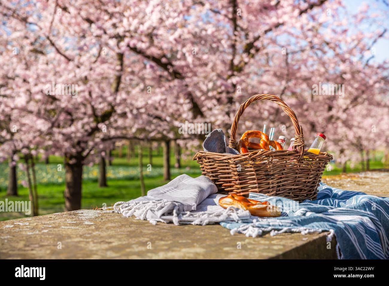 Picknickdecke und Korb mit verschiedenen Speisen, mit blühenden Kirschversuchen in einem Park Stockfoto