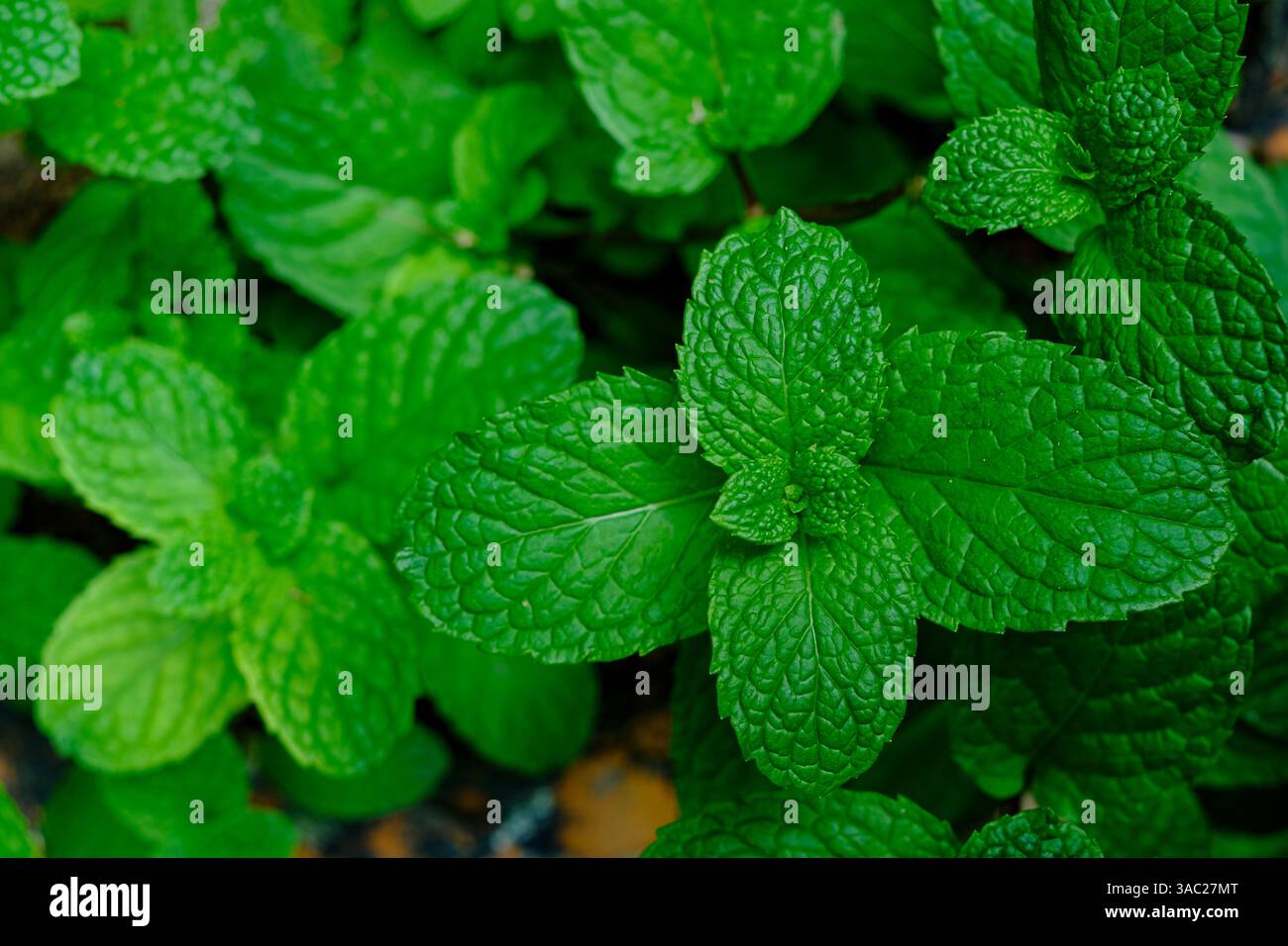 Nahaufnahme frischer Minzblätter mit lebhafter grüner Farbe und aromatischer Textur Stockfoto