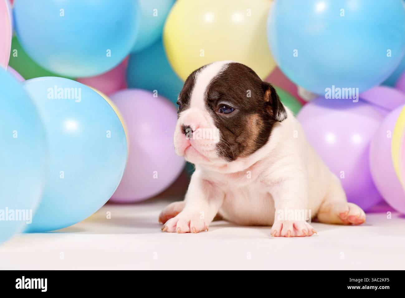 Winziger französischer Bulldoghund-Welpe zwischen bunten Ballons Stockfoto