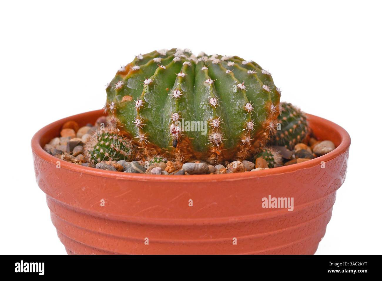 Nahaufnahme der kleinen „Echinopsis Hybrid“-Kaktuspflanze im Blumentopf auf weißem Hintergrund Stockfoto