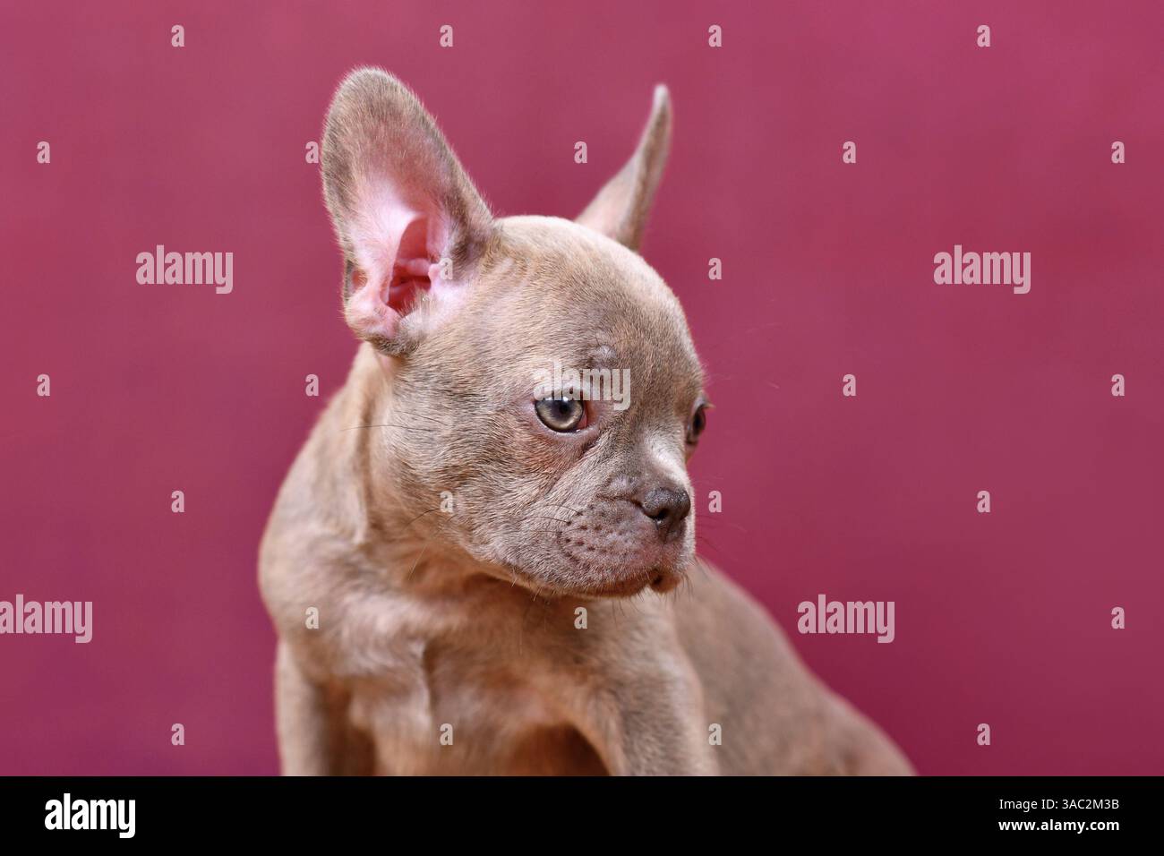 Porträt von Flieder Brindle französischer Bulldog-Welpen vor Studiohintergrund Stockfoto