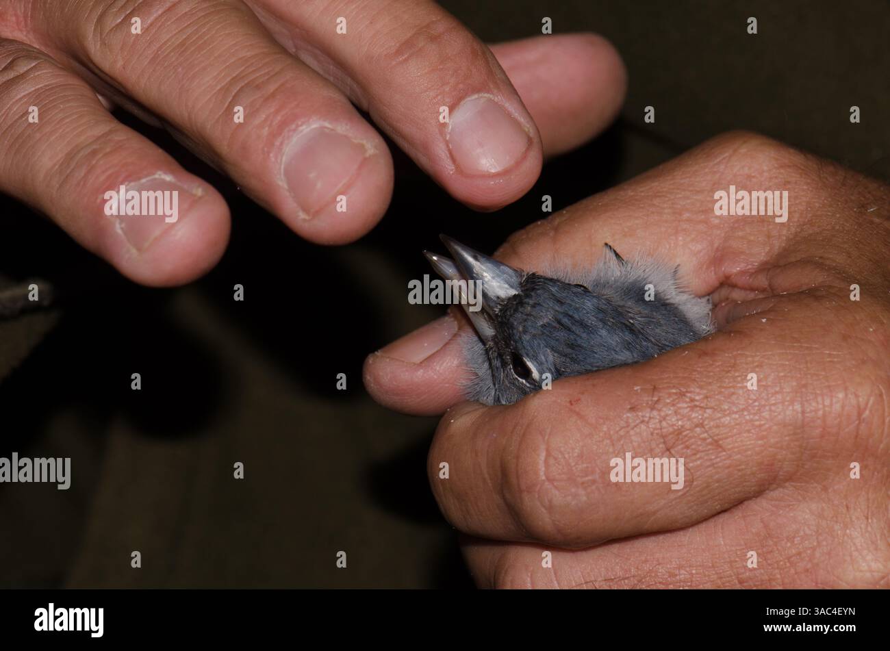 Männlicher Gran Canaria Blue affinch Fringilla polatzeki, gefangen für Vogelbändern. Nublo Rural Park. Tejeda. Gran Canaria. Kanarische Inseln. Spanien. Stockfoto
