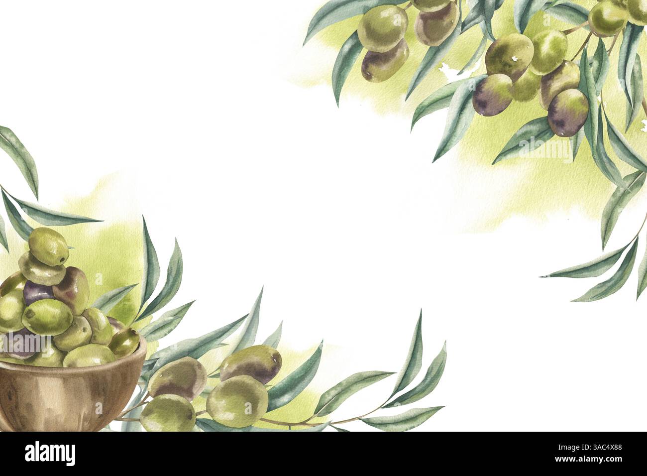 Zweig von Olivenbaum mit reifen Oliven auf weiem Hintergrund von Hand mit  Aquarellfarben auf weiem Strukturpapier gemalt Stockfotografie - Alamy