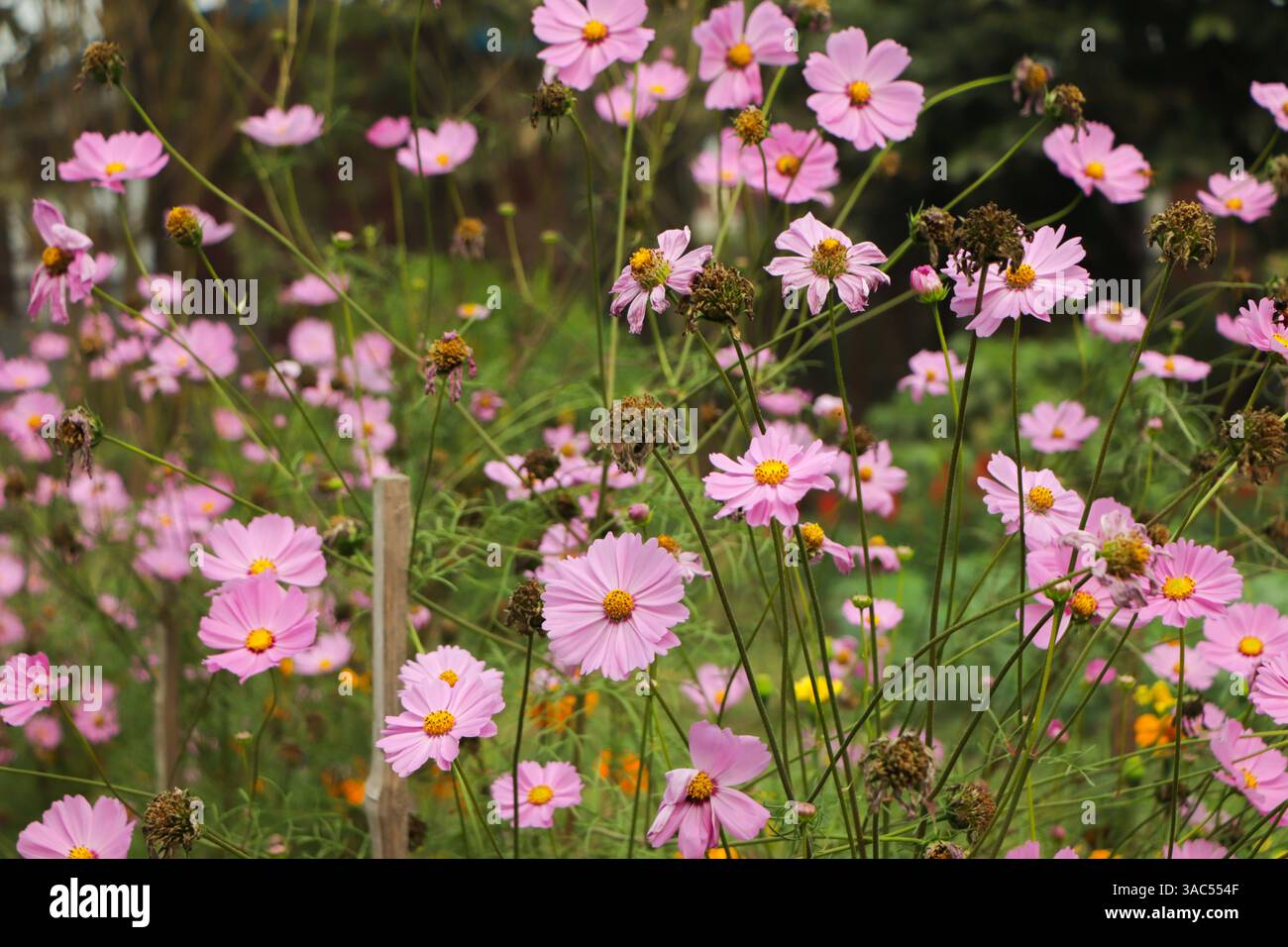 Cosmos Flower (Cosmos Bipinnatus) mit verschwommenen Hintergrund Stockfoto