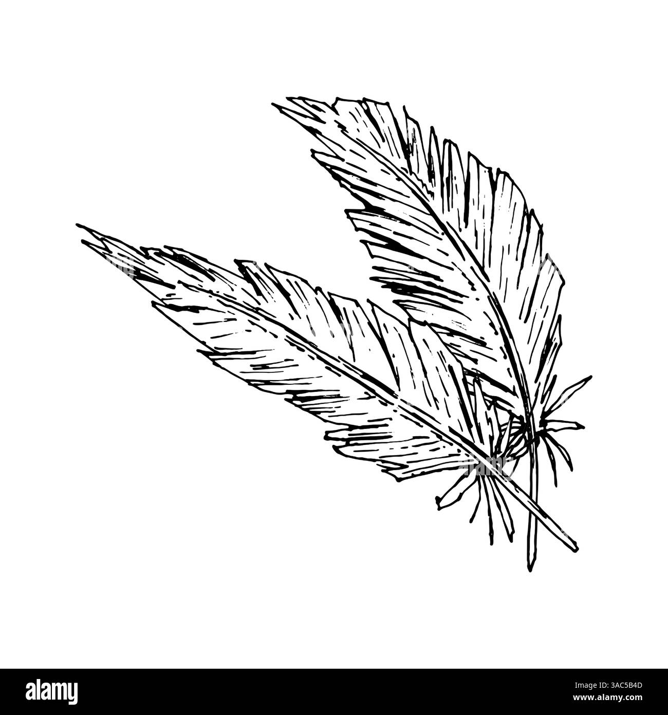 Zwei stilisierte Vogelfedern in handgezeichneter Tuschentechnik. Ideal für Textildrucke, rustikale Hochzeitsdekoration, Boho-Accessoires, Folk-Branding, Natur Stock Vektor
