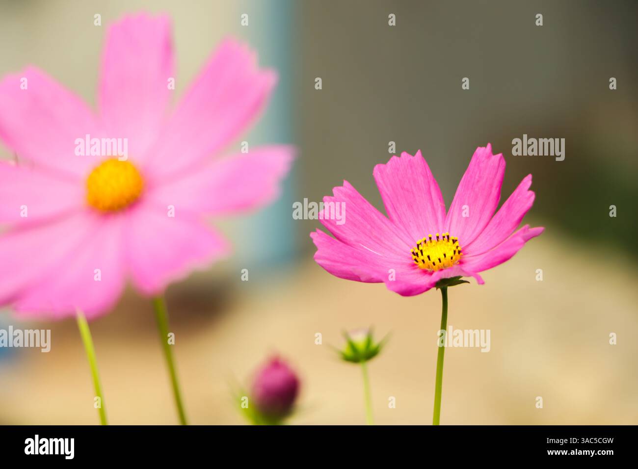 COSMOS Blume Nahaufnahme Hintergrund Stockfoto