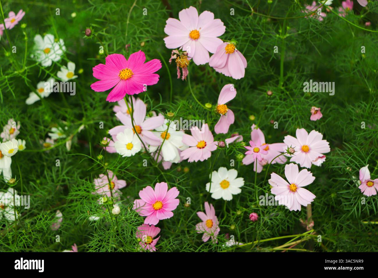 Cosmos-Blüten blühen im Garten Stockfoto