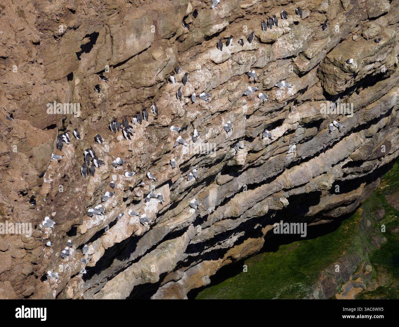 Seevögel nisten auf Klippen auf Carr Naze, Filey Stockfoto