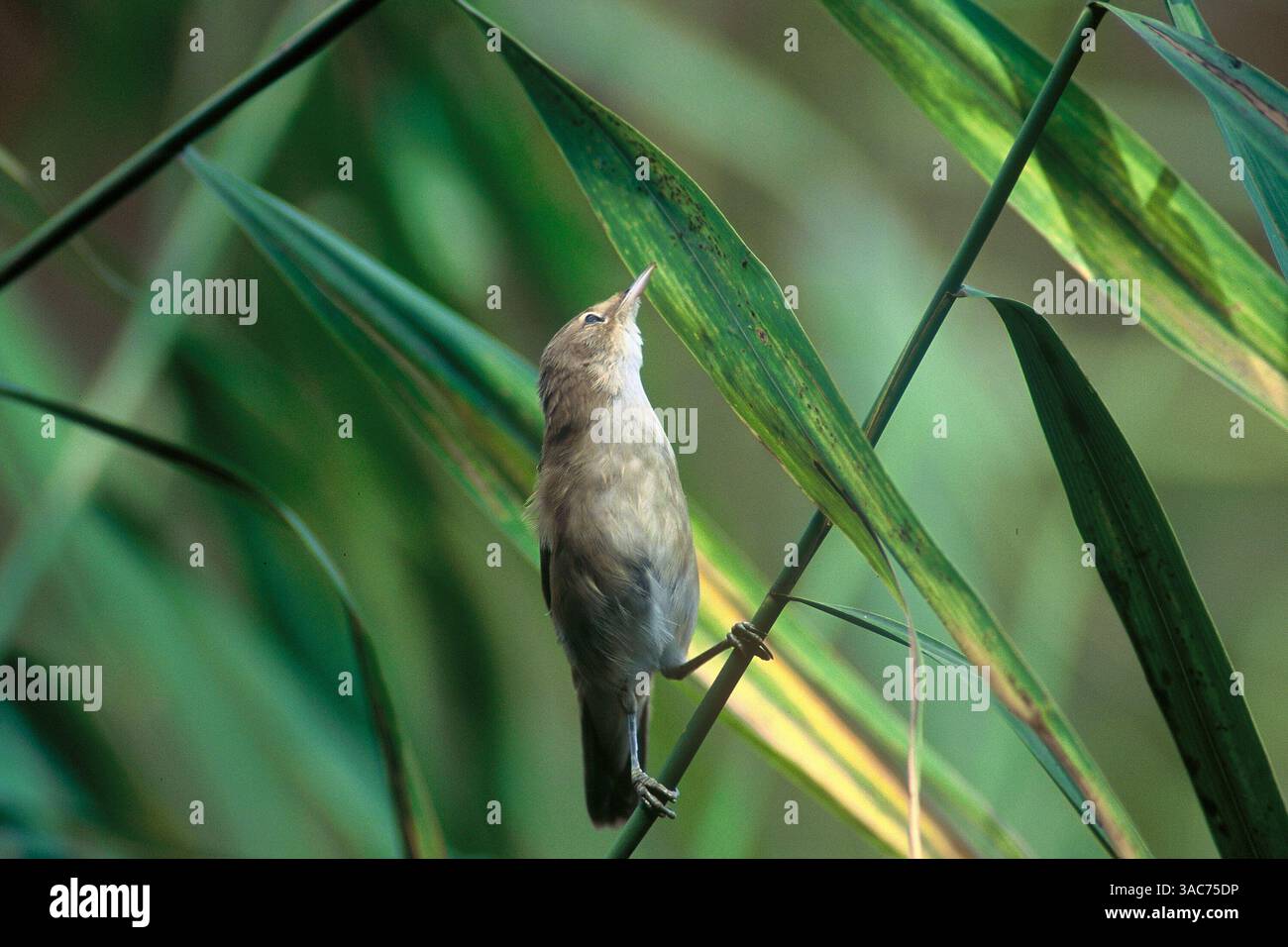 April 2001; Niemtsch, Brandenburg, DEUTSCHLAND; der EURASISCHE SCHILFWURMLER (Acrocephalus scirpaceus) ist ein Alte-Welt-Graswurmler, der in ganz Europa in das gemäßigte Westasien reitet. Es ist wandernd und überwintert in Afrika südlich der Sahara. Dieser kleine Passerinvogel ist eine Art, die fast ausschließlich in Schilfbeeten vorkommt, meist mit einigen Büschen. Schilfkühner sind eine der Arten, die vom Kuckuck parazitiert werden. Stockfoto