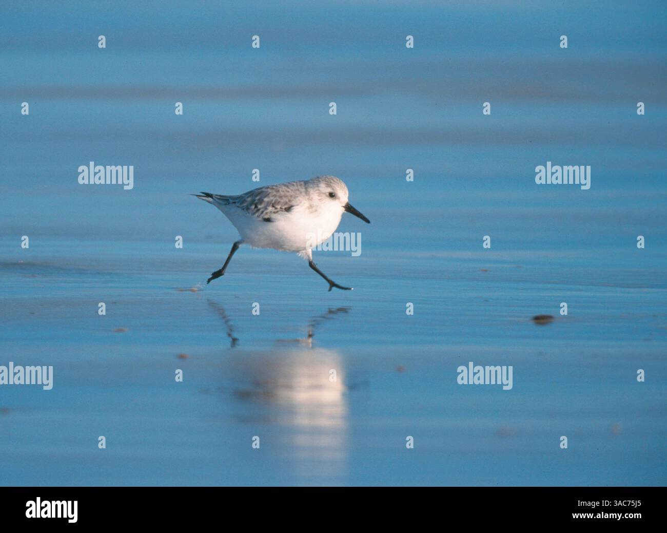 Januar 2003; Texel, NIEDERLANDE; der SANDERLING (Calidris alba) brütet an den Küsten der Arktis in Sibirien und Nordamerika und im Winter an den Küsten Europas, Afrikas, Amerikas, Südasiens und Australiens. in seinem Überwinterungsgebiet ernährt er sich entlang der Wellenbrechungszone von Gezeiten- und Sandstränden, wo er nach kleinen Wirbellosen sucht. Er stürzt mit dem Kopf nach vorne, dem Schwanz nach oben und den Beinen einen unscharf am Strand entlang, bis er etwas zu essen findet und dann wieder los geht. Stockfoto