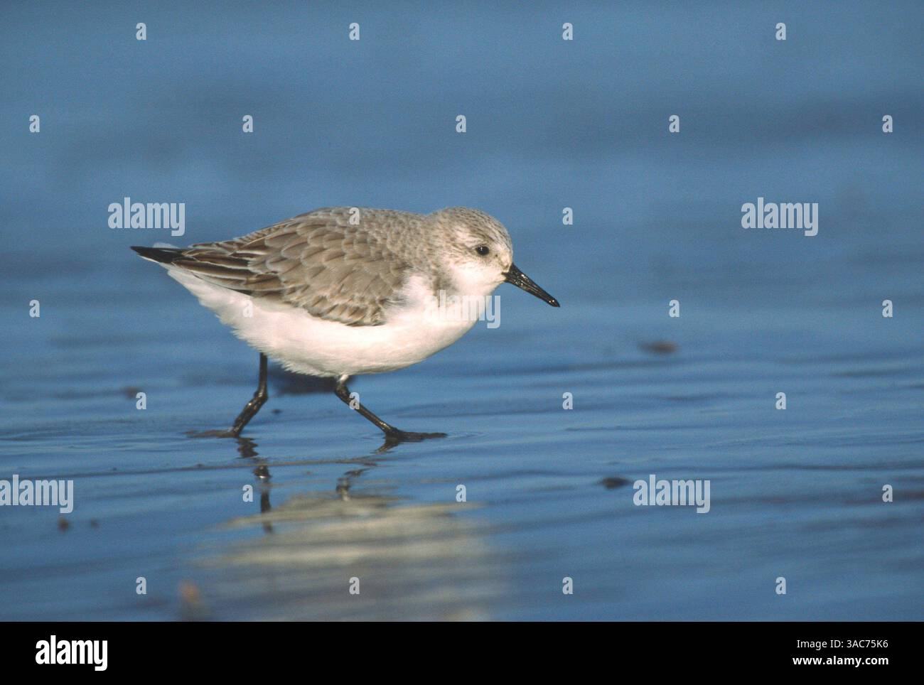 Januar 2003; Texel, NIEDERLANDE; der SANDERLING (Calidris alba) brütet an den Küsten der Arktis in Sibirien und Nordamerika und im Winter an den Küsten Europas, Afrikas, Amerikas, Südasiens und Australiens. in seinem Überwinterungsgebiet ernährt er sich entlang der Wellenbrechungszone von Gezeiten- und Sandstränden, wo er nach kleinen Wirbellosen sucht. Er stürzt mit dem Kopf nach vorne, dem Schwanz nach oben und den Beinen einen unscharf am Strand entlang, bis er etwas zu essen findet und dann wieder los geht. Stockfoto