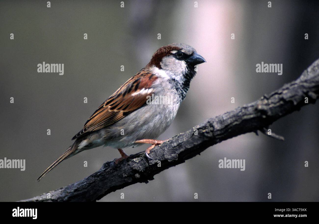 Juni 1998; Steinborn, Rheinland-Pfalz, DEUTSCHLAND; das HAUS SPARROW (Passer domesticus) ist weltweit verbreitet und hat sich von seiner ursprünglichen Heimat im Nahen Osten ausgebreitet. Sie ist Menschen auf der ganzen Welt gefolgt und wurde absichtlich oder versehentlich in den meisten Teilen Amerikas, in Afrika südlich der Sahara und Australien sowie in städtischen Gebieten in anderen Teilen der Welt eingeführt. Er ernährt sich hauptsächlich von Saatgut und Haushaltsresten, aber auch von Wirbellosen während der Zucht. Sie nistet in Löchern, so dass die Ausbreitung menschlicher Wohnverhältnisse ihm hervorragende Nistplätze in Gebäuden verschafft hat. Stockfoto