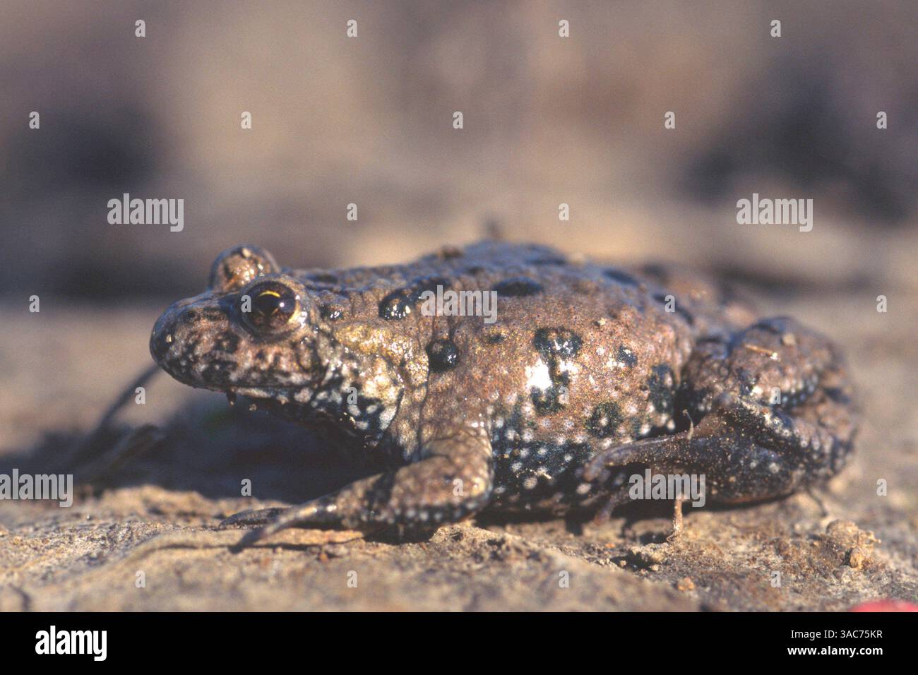 7. März 2004; Hortobagy, UNGARN; die EUROPÄISCHE FEUERBAUCHKRÖTE (Bombina bombina) ist eine auf dem europäischen Festland heimische Feuerbauchkröte. Diese Kröten sind manchmal für Menschen giftig. Wenn sie ihre Haut verlieren, blähen sie sich auf und machen ein Hustgeräusch. Dann fangen sie an, die alte Haut mit dem Mund abzureißen und essen sie für Nahrung, um eine neuere, hellere Haut zu enthüllen. Foto im Hortobagy Nationalpark. Stockfoto