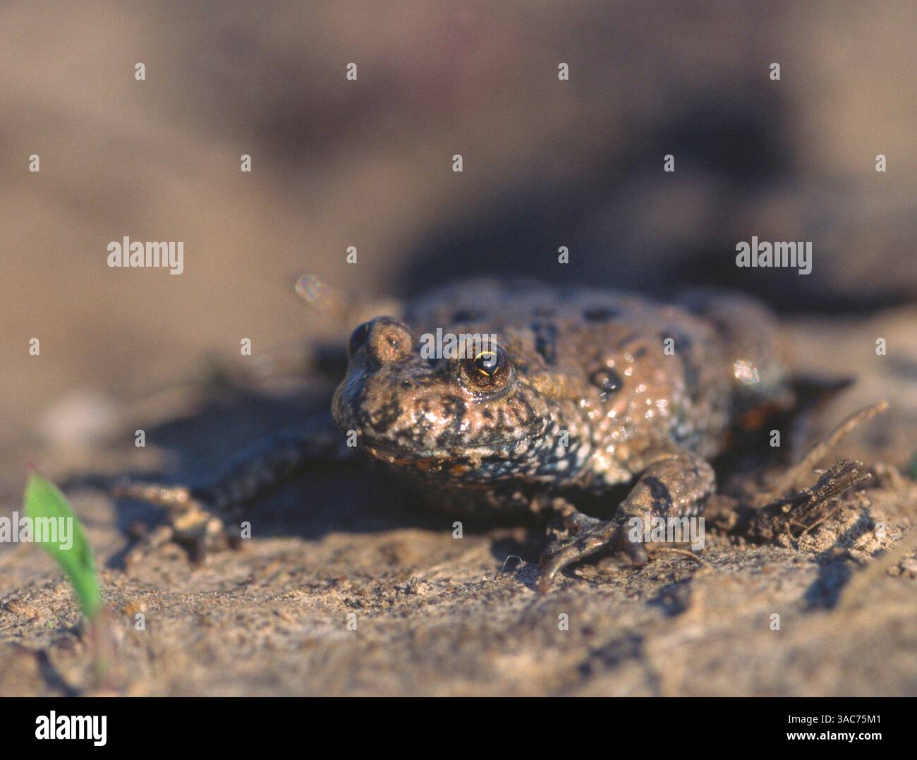7. März 2004; Hortobagy, UNGARN; die EUROPÄISCHE FEUERBAUCHKRÖTE (Bombina bombina) ist eine auf dem europäischen Festland heimische Feuerbauchkröte. Diese Kröten sind manchmal für Menschen giftig. Wenn sie ihre Haut verlieren, blähen sie sich auf und machen ein Hustgeräusch. Dann fangen sie an, die alte Haut mit dem Mund abzureißen und essen sie für Nahrung, um eine neuere, hellere Haut zu enthüllen. Foto im Hortobagy Nationalpark. Stockfoto