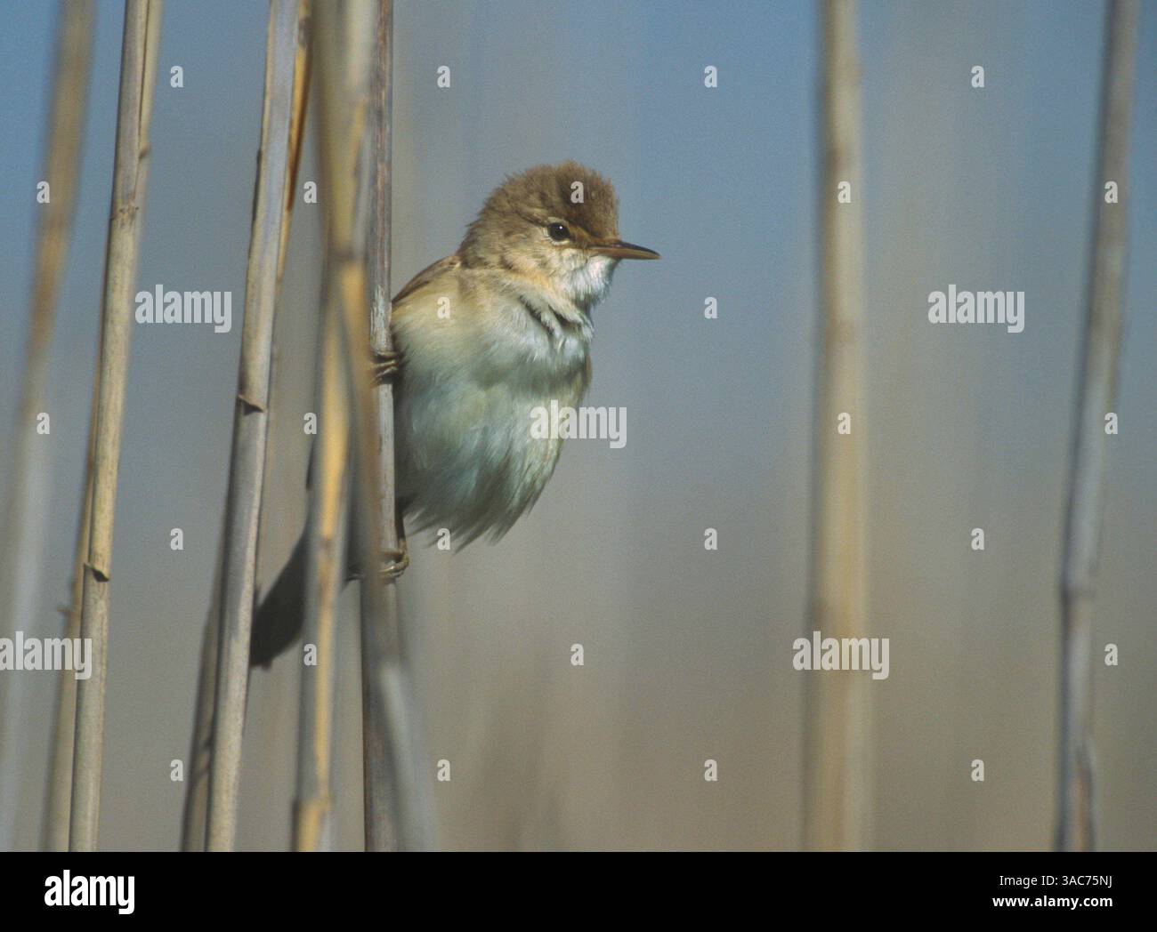 Aug 2, 2003; Texel, NIEDERLANDE; der EURASISCHE REED-GRUMMER oder auch nur REED-GRUMMER, (Acrocephalus scirpaceus), ist ein alter Weltschwärmer, der sich in ganz Europa bis ins gemäßigte Westasien brütet. Es ist wandernd und überwintert in Afrika südlich der Sahara. Dieser kleine Passerinvogel ist eine Art, die fast ausschließlich in Schilfbeeten vorkommt, meist mit einigen Büschen. Schilfkühner sind eine der Arten, die vom Kuckuck parazitiert werden. Stockfoto