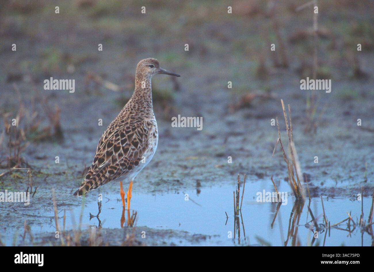August 2003; Texel, NIEDERLANDE; die RUFF (Philomachus pugnax) fressen hauptsächlich Insekten und Regenwürmer und fressen in feuchtem Gras und weichem Schlamm. Brutstätte dieses mittelgroßen Watvogels sind Moore, Sümpfe und Feuchtwiesen mit kurzer Vegetation in Nordeuropa und Russland. RUFF sind wandernd und überwintern in Süd- und Westeuropa, Afrika und Indien. Sie sind sehr gesellig, mit einer Überwinterung von 1 Million Vögeln im Senegal. Diese Art ist ein seltener Migrant nach Nordamerika, hat aber in Alaska (USA) brütet (aber nicht bekannt ist, dass sie Eier hat) Stockfoto