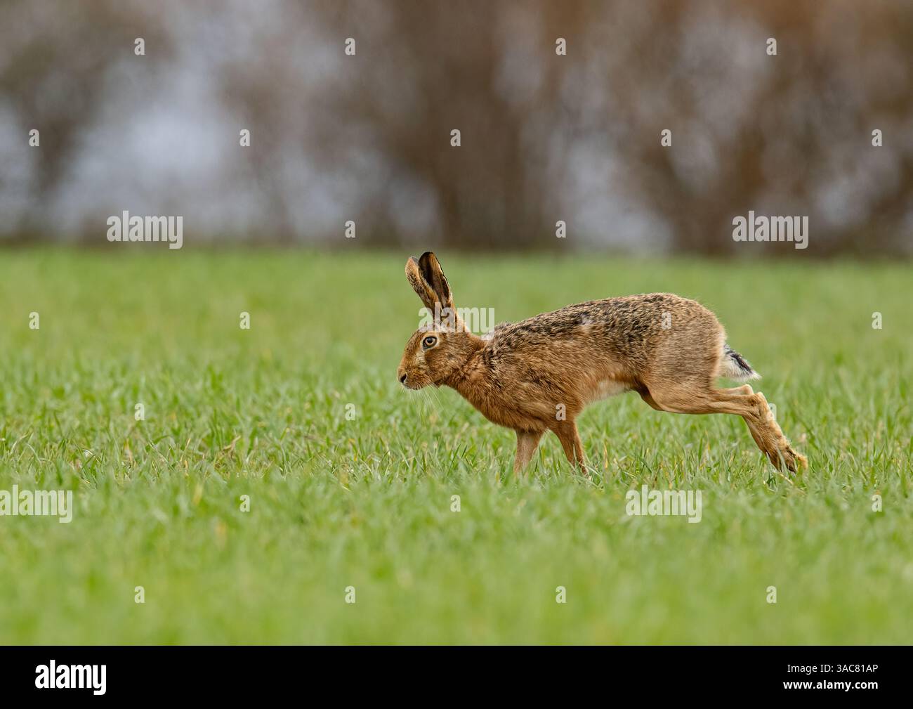 Ein Nahaufnahme eines wilden Braunen Hasen ( Lepus europaeus), der über den Weizen läuft und seine langen Beine und seine flexible Wirbelsäule zeigt. Suffolk, Großbritannien. Stockfoto