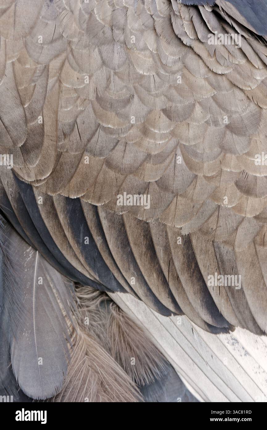 Bateleur Eagle (Terathopius ecaudatus), Gefieder | Gaukler (Terathopius ecaudatus), Gefiederdetail Stockfoto